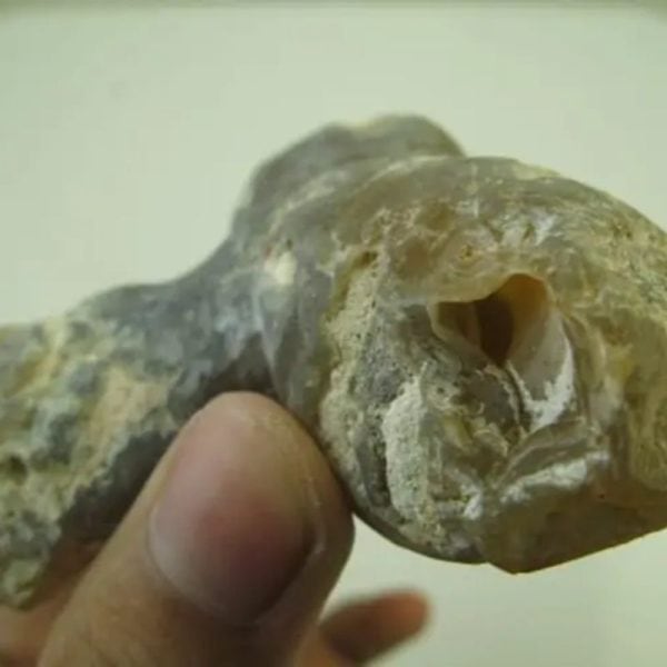 Rojo Mino Fish Heart Fossil - Type A2 - Image 2