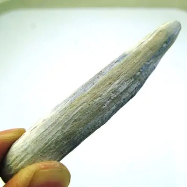 Tangkal Wood Fossil - Type A1 - Image 2
