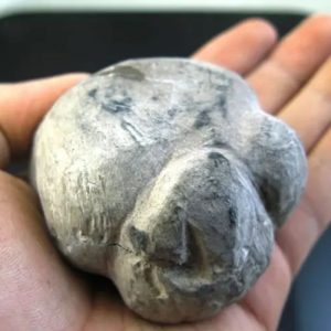 Asahan Wood Fossil - Type A1