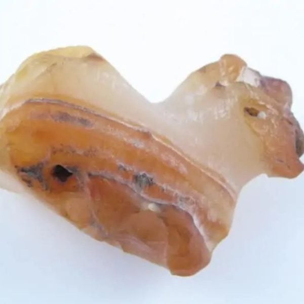 Fossilized Eel - Type A1