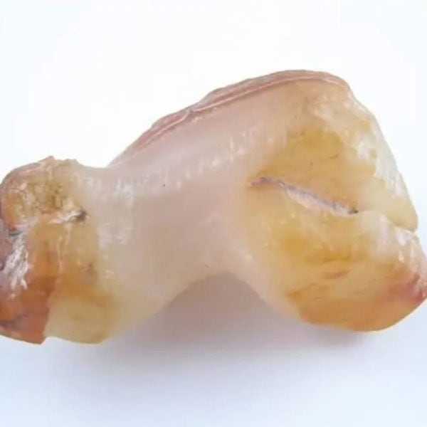 Fossilized Eel - Type A1 - Image 5