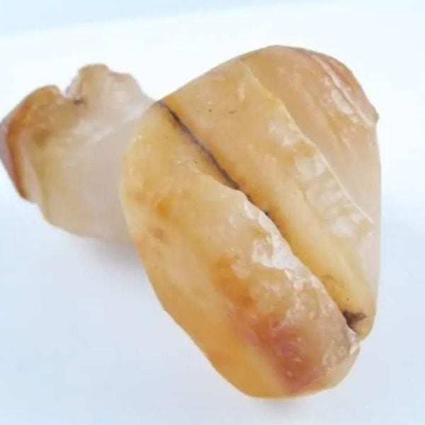 Fossilized Eel - Type A1 - Image 3