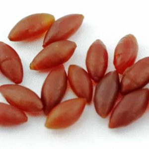 Fossilized Red Rice - Type A