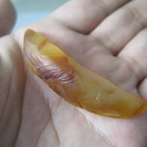 Snake Genital Fossil - Type F1