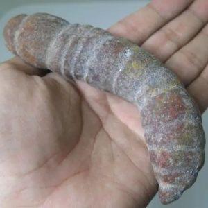 Snake Genital Fossil - Type I14