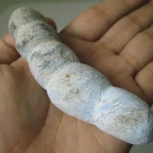 Snake Genital Fossil - Type I11
