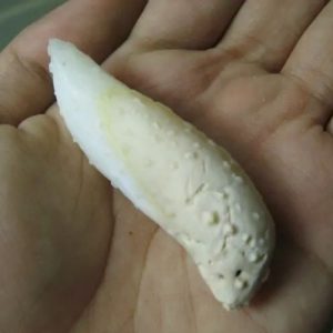 Snake Genital Fossil - Type H8
