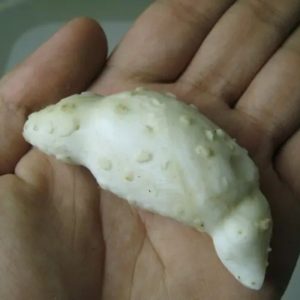 Snake Genital Fossil - Type H7