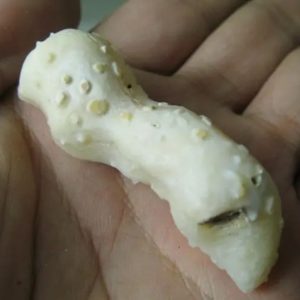 Snake Genital Fossil - Type H5