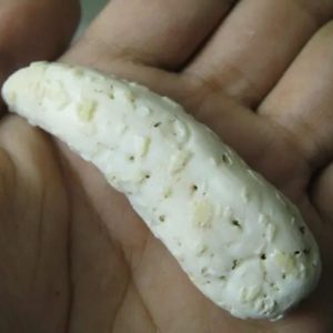 Snake Genital Fossil - Type H2