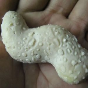 Snake Genital Fossil - Type H1