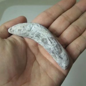 Snake Genital Fossil - Type A4