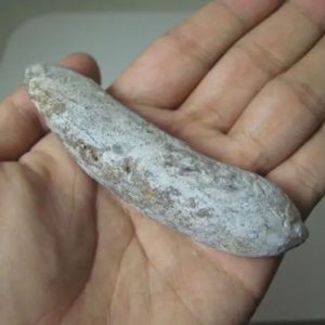 Snake Genital Fossil - Type A1