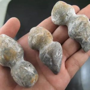 Sea Snake Heart Fossil - Type B1