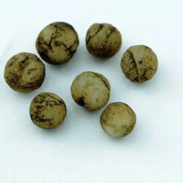 Turtle Dove Bird Pearls - Type A1