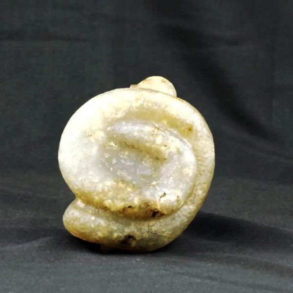 Fossilized Nini Blorong - Type B5 - Image 4