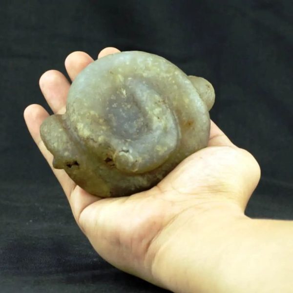 Fossilized Nini Blorong - Type B5 - Image 2