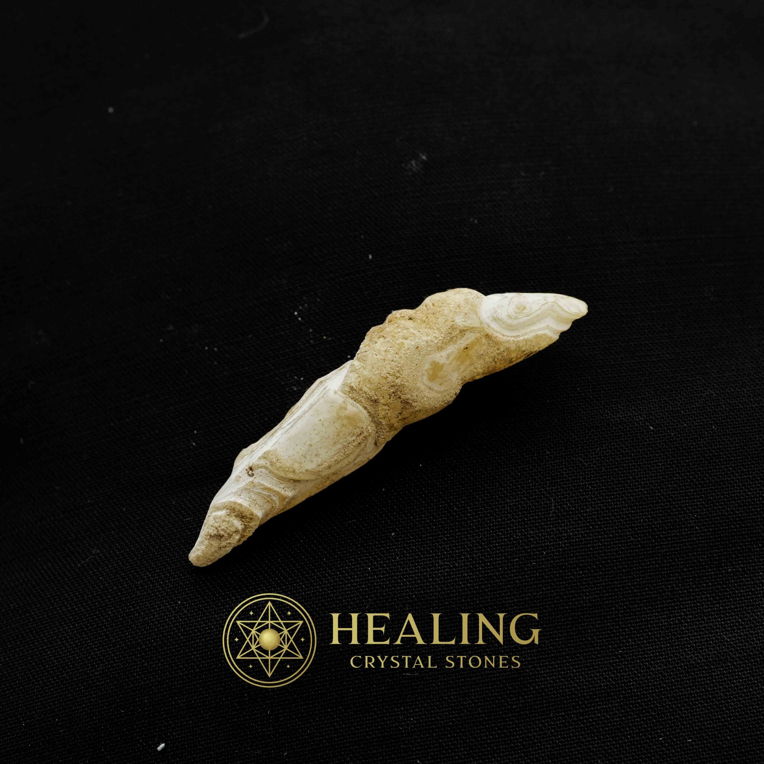 White Tiger Horns Fossil - Type A5 - Animal Totem Stones, Power Animal Stones, Magical Stones, Magickal Stones, Magickal Crystals, Ritual Crystals, Crystals, spiritualism, mystical, psychic