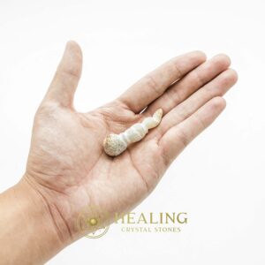 White Tiger Horns Fossil - Type B1 - Talismanic Stones, Amulet Stones, Healing Stones, Spiritual Crystals, Bezoar Stones, Bezoar Crystals, Healing Bezoar Stones, metaphysics, occult, shaman