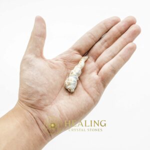White Tiger Horns Fossil - Type B3 - Talismans Stones, Talisman Crystals, Amulet stones, Healing Crystals, Crystal Stones, Mustika Pearls, Mustika Stones, mystical, psychic, spiritual