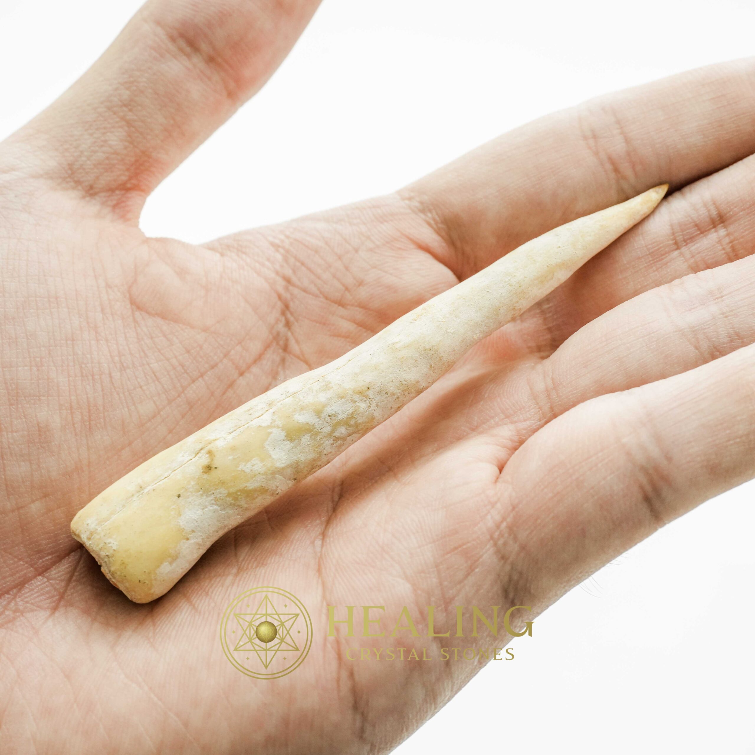 White Tiger Horns - Type F1 - Healing Crystals, Crystal Stones, Mustika Pearls, Bezoar Stones, Spiritual Crystals, Magical Stones, Ritual Power Stones, mystical, psychic, spiritual