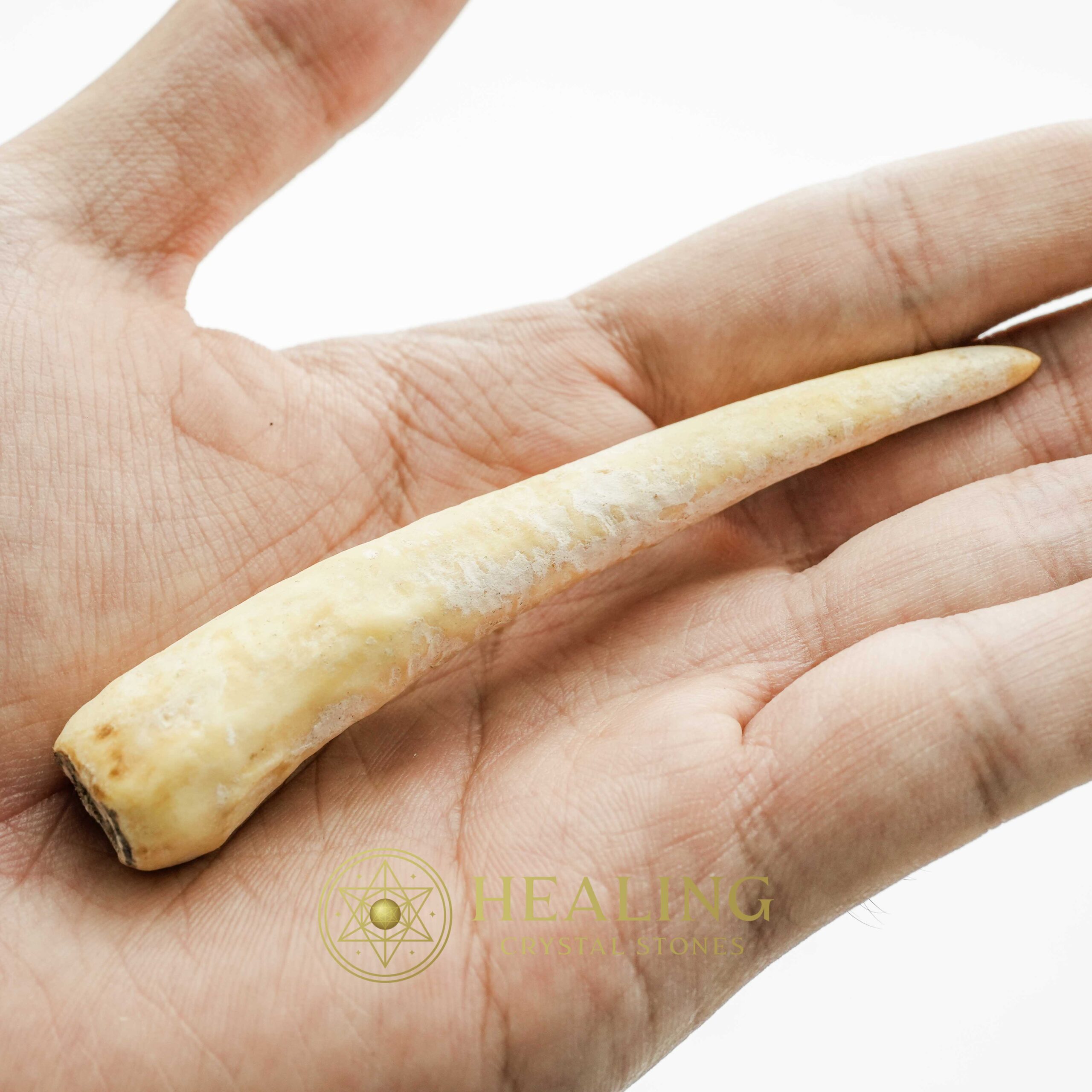 White Tiger Horns - Type G2 - Amulet stones, Healing Crystals, Crystal Stones, Mustika Pearls, Mustika Stones, Talismanic Stones, Spiritual Crystals, shaman, mystical, psychic