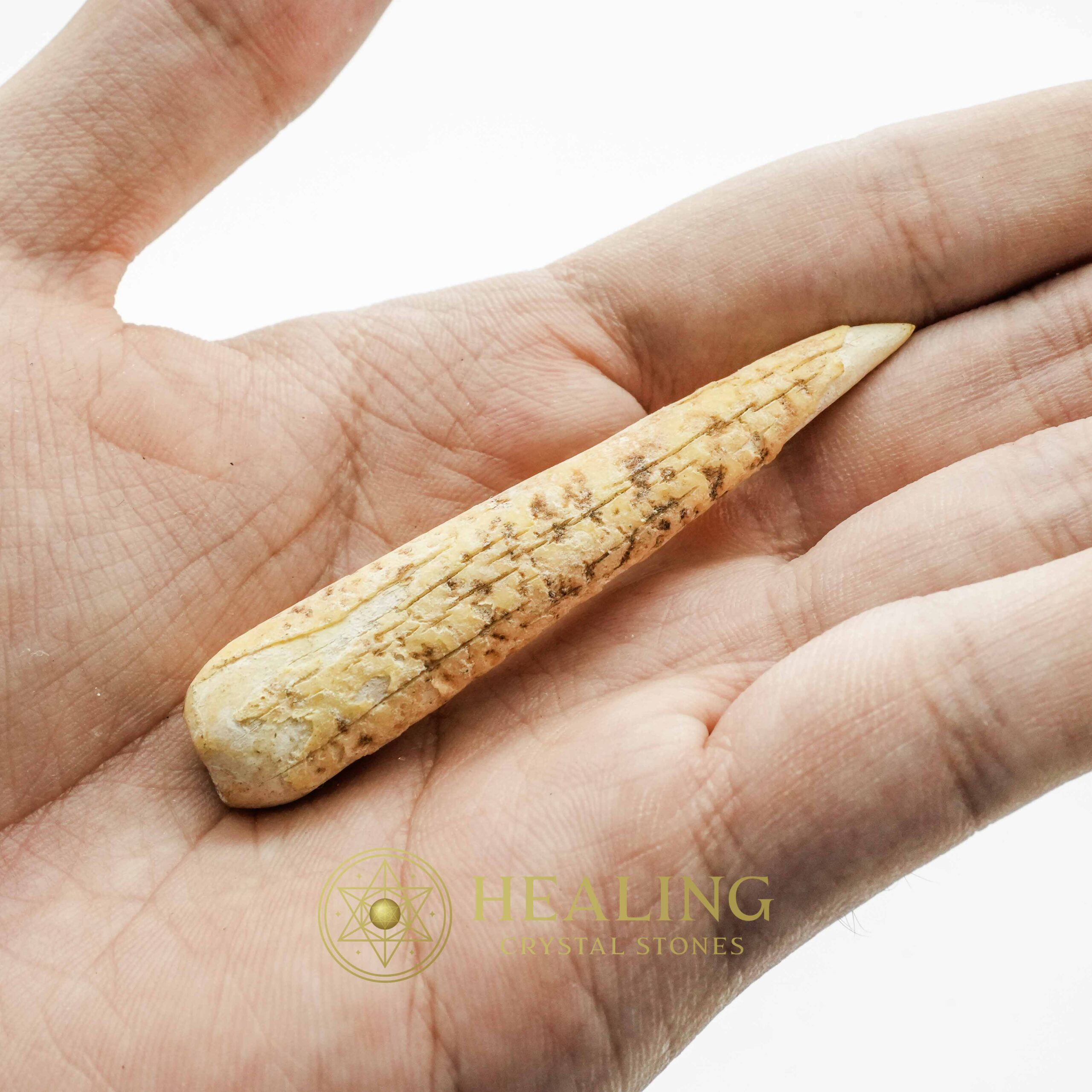 White Tiger horns - Type E1 - Bezoar Crystals, Healing Bezoar Stones, Spiritual Crystals, Crystal Stones, Energy Stones, Ritual Crystals, Magical Crystals, Mystical, Occult, Spiritual