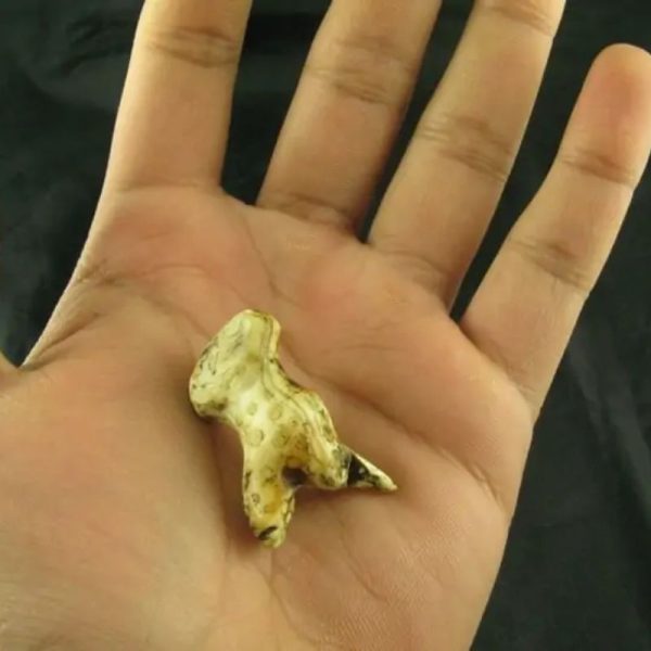 White Sanca Snake Horns - Type A3