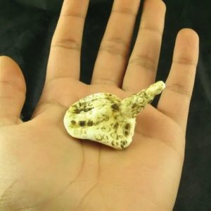 White Sanca Snake Horns - Type C4
