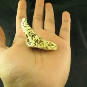 White Sanca Snake Horns - Type C7