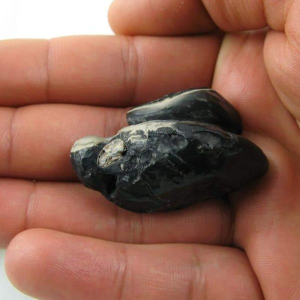 Dewa Pearl - Type G