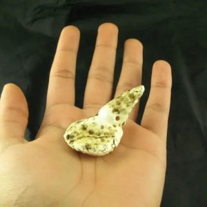 White Sanca Snake Horns - Type C9