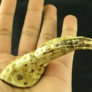 White Sanca Snake Horns - Type D1