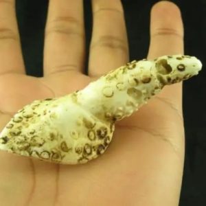 White Sanca Snake Horns - Type D2