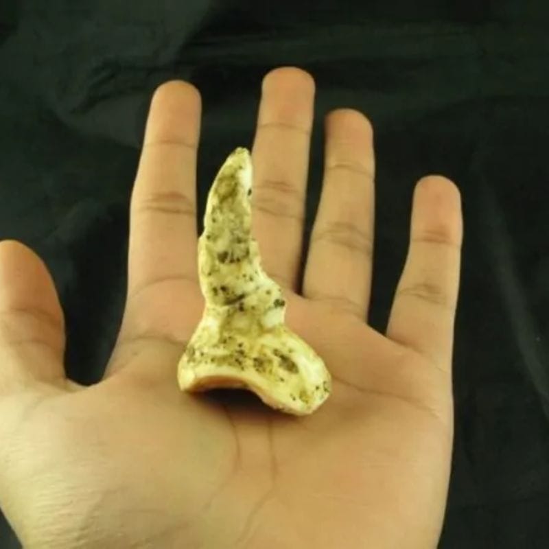 White Sanca Snake Horns - Type D4