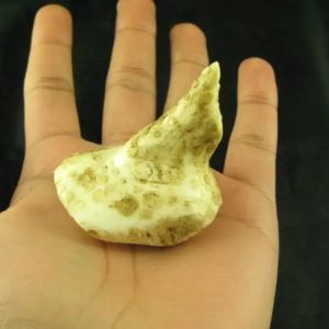 White Sanca Snake Horns - Type D5