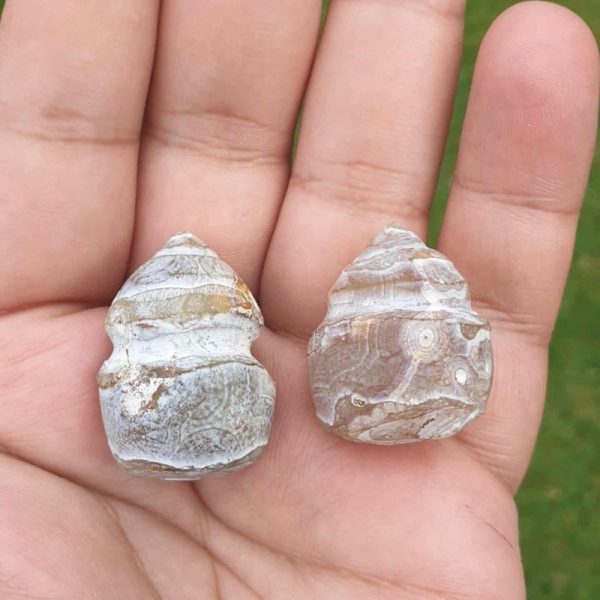 Deer Pearl - Type F2