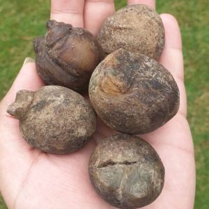 Water Buffalo Testicle Pearl - Type A2