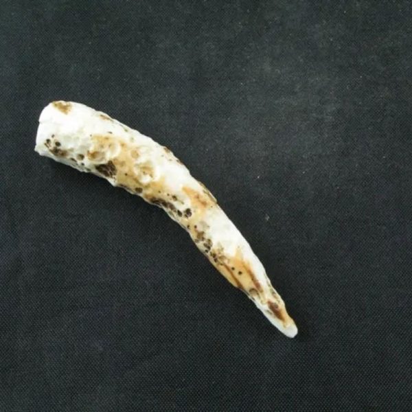 White Sanca Snake Horns - Type B9 - Image 2