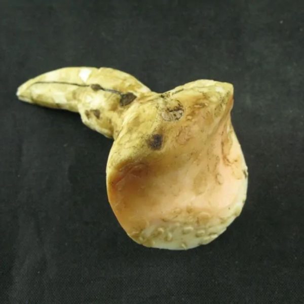 White Sanca Snake Horns - Type D4 - Image 2