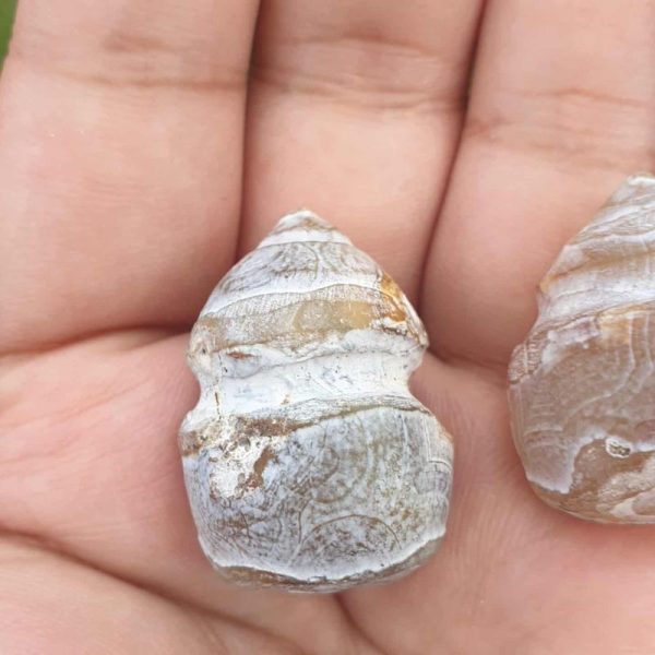 Deer Pearl - Type F2 - Image 2