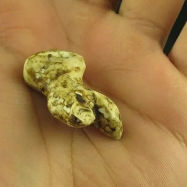 White Sanca Snake Horns - Type A3 - Image 3