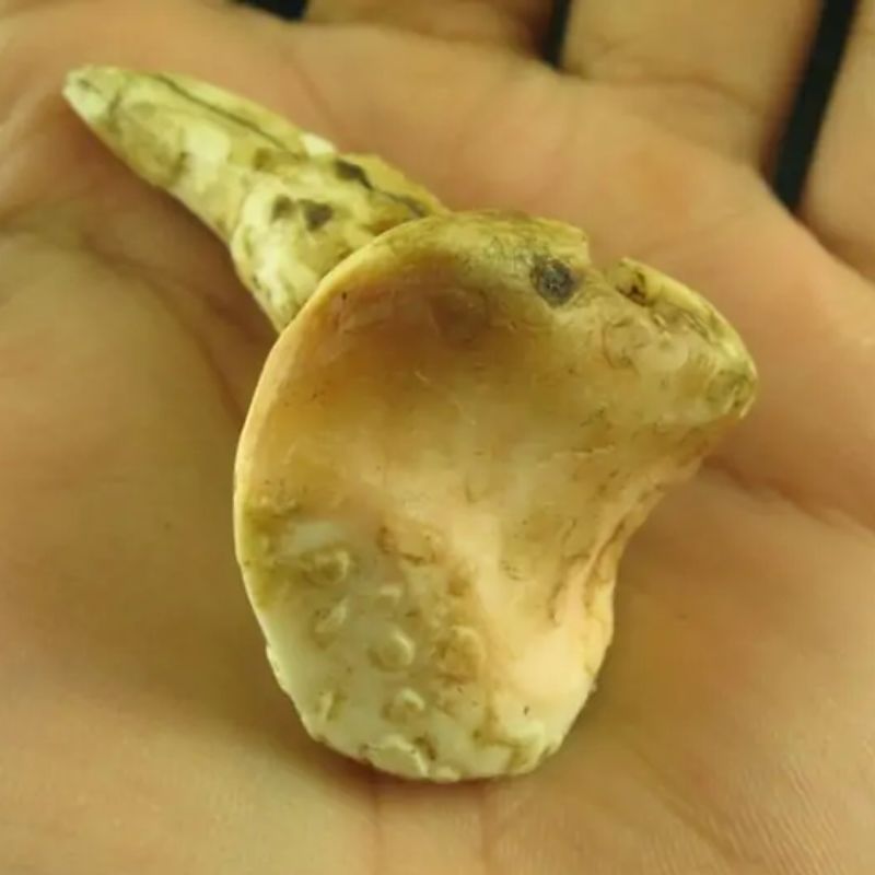 White Sanca Snake Horns - Type D4 - Image 3