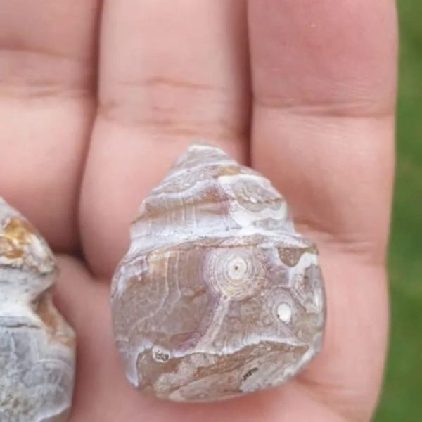 Deer Pearl - Type F2 - Image 3