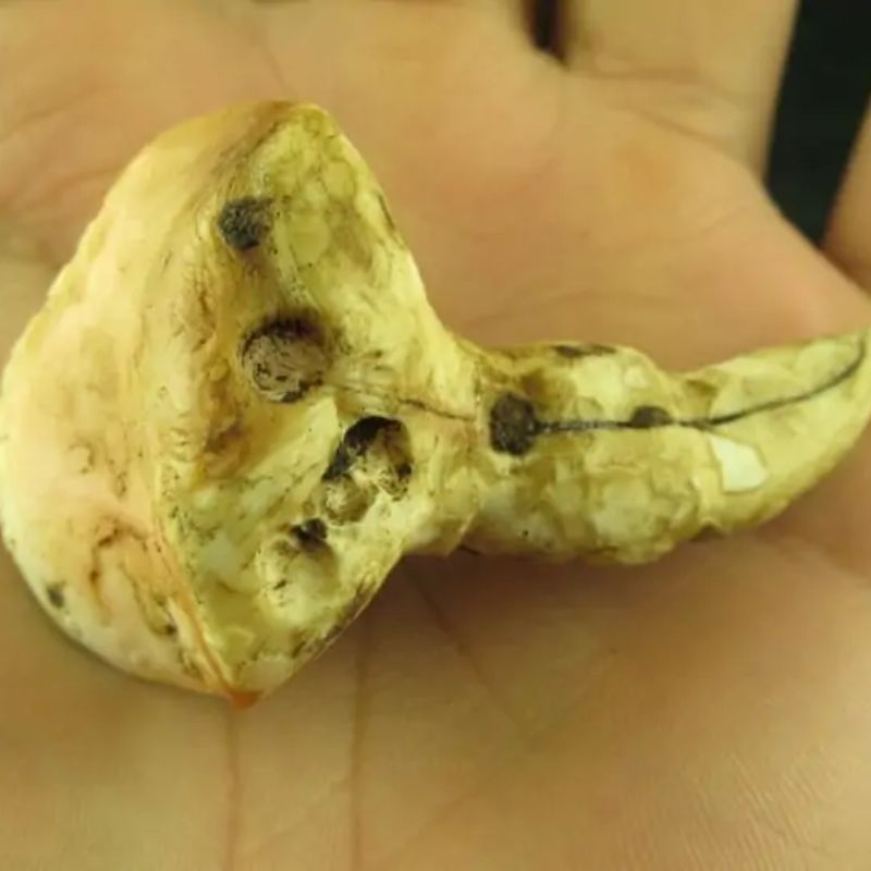 White Sanca Snake Horns - Type D4 - Image 4