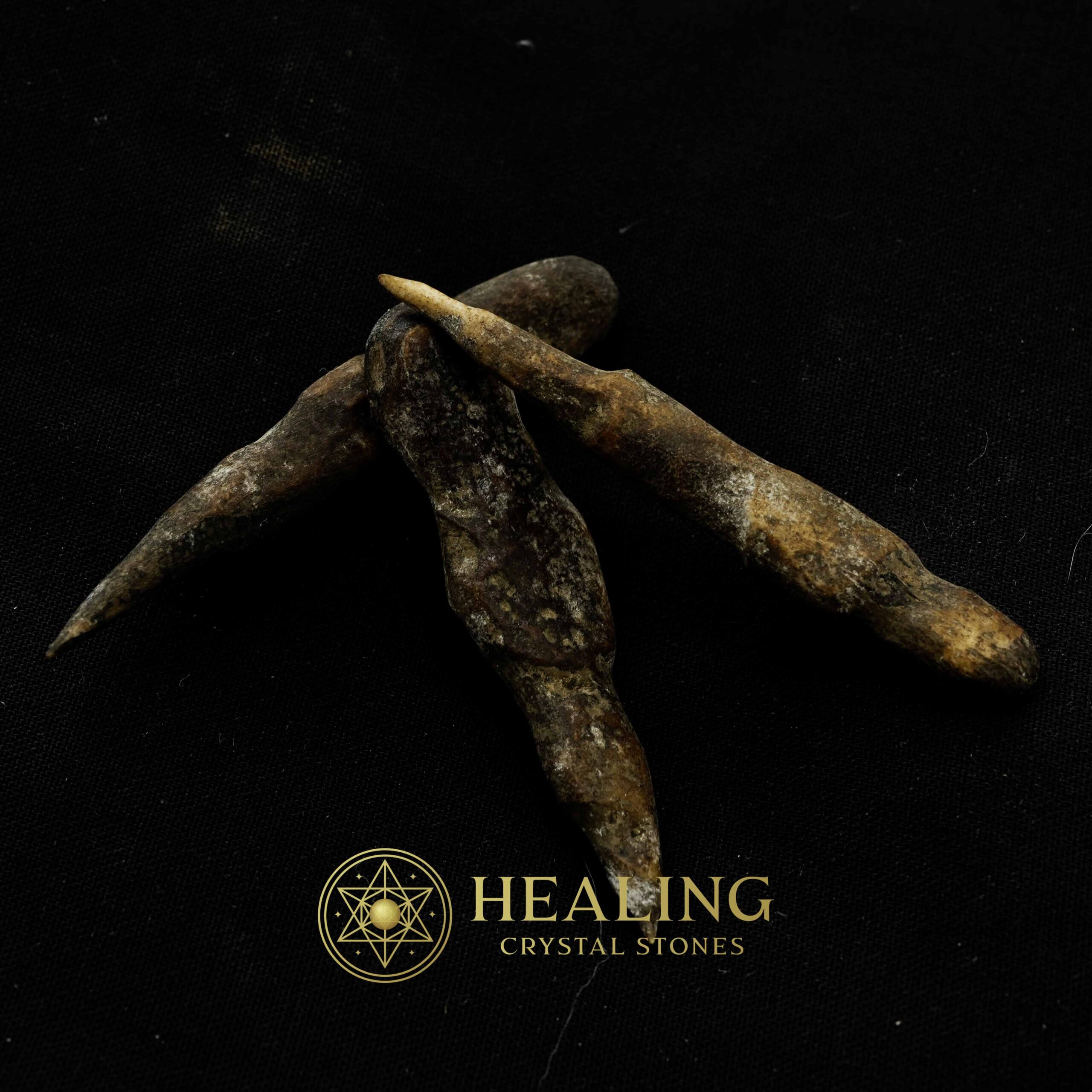 Black Chicken (Ayam Cemani) Horns - Type B - Healing Crystals, Crystal Stones, Mustika Pearls, Mustika Stones, Talismanic Stones, Amulet Stones, Healing Stones, mystical, spiritual, occult
