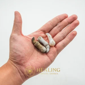 Centipede Horn - Type B1 - Crystal Stones, Healing Bezoar Stones, Sacred Crystals, Mysticism, Balance, Protection, Rare, Divine, Authentic, Ornamental