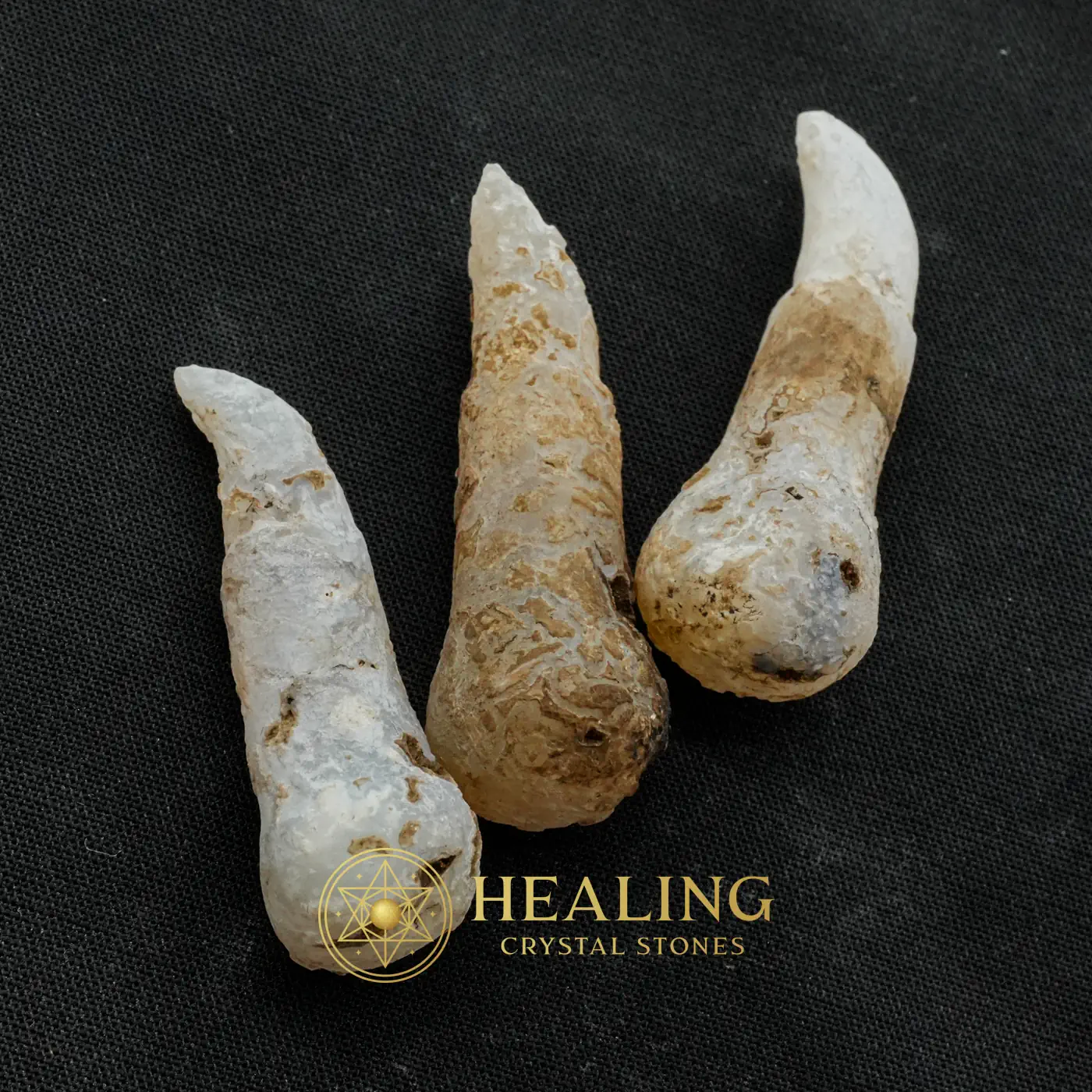 Centipede Horn - Type B2 - Mustika Stones, Ritual Crystals, Talismanic Stones, Inner Wisdom, Cleansing, Fortune, Exceptional, Exotic, Aura, Protection