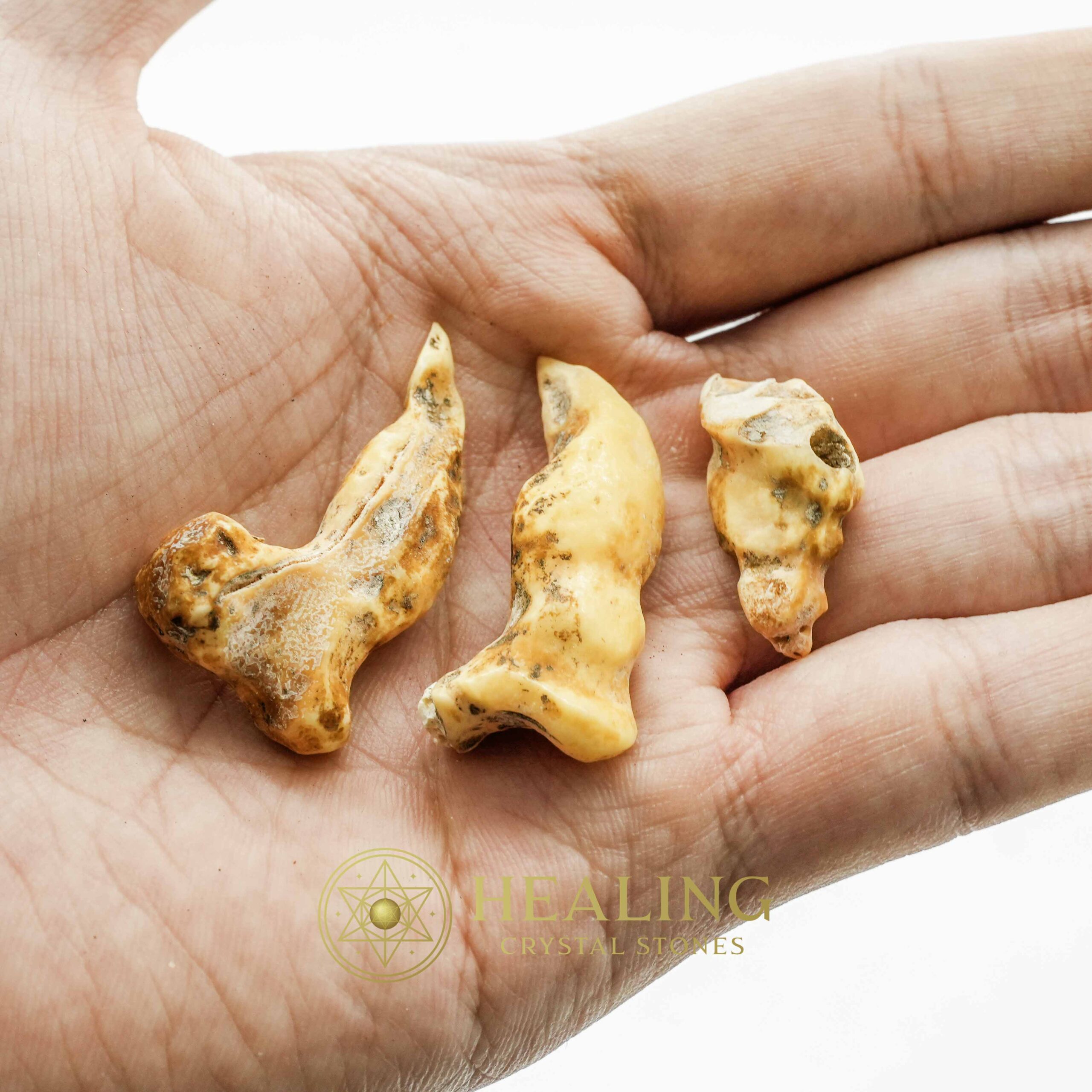 Centipede Horns - Type A - Amulet Stones, Healing Crystals, Mustika Pearls, Spiritual Crystals, Bezoar Stones, Animal Totem Stones, Magical Stones, shamanic, psychic, spiritual