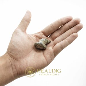 Dragon Horn Fossils (Siluman) - Type E4 - Spiritual Crystals Bezoar Stones Bezoar Crystals Healing Bezoar Stones Animal Totem Stones, Power Animal Stones Magical Stones Magickal Stones Magickal Crystals Ritual Power Stones Ritual Crystals mystical shaman shamanic spiritual spiritualism metaphysics occult psychic